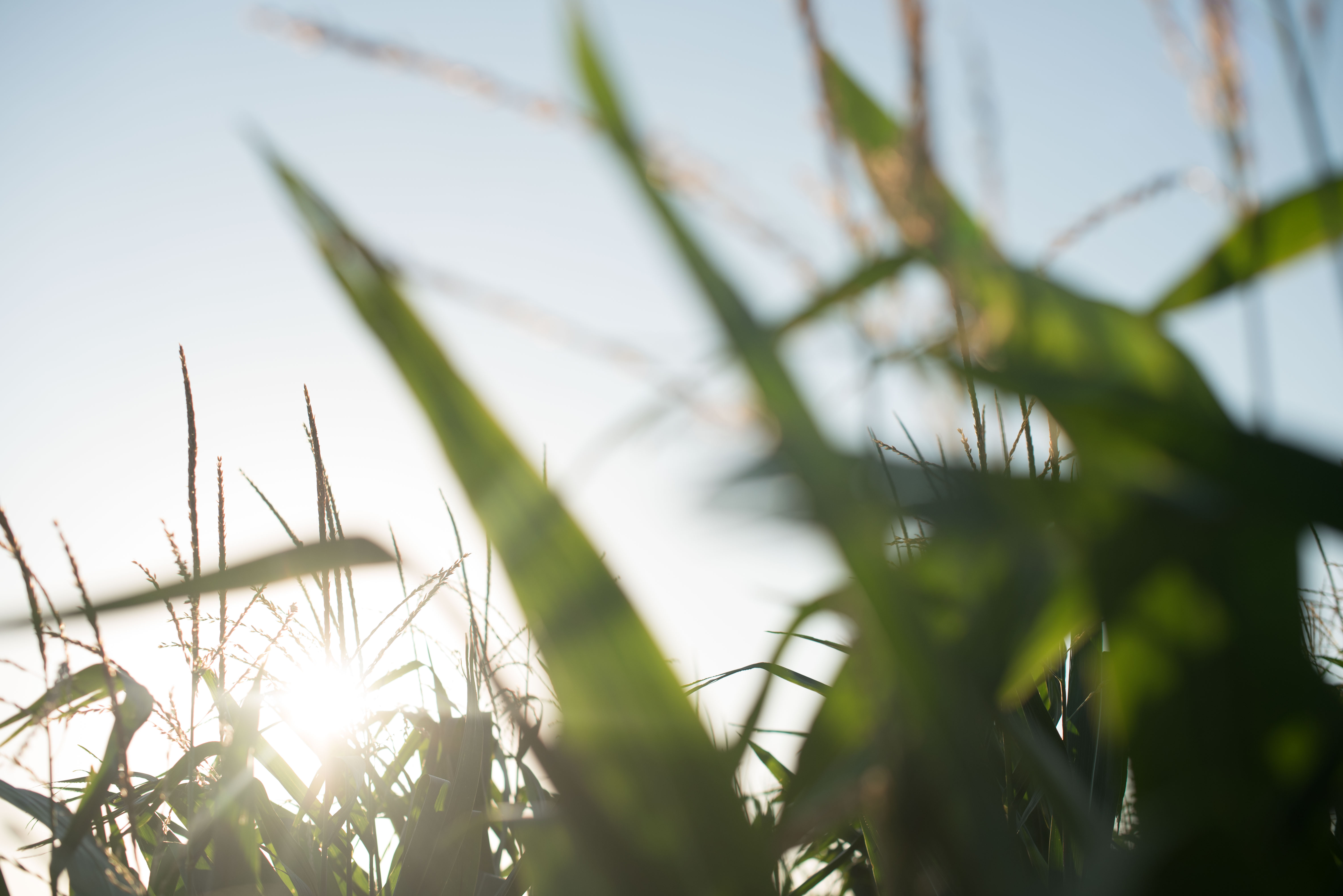 Sun shining through a healthy corn canopy.