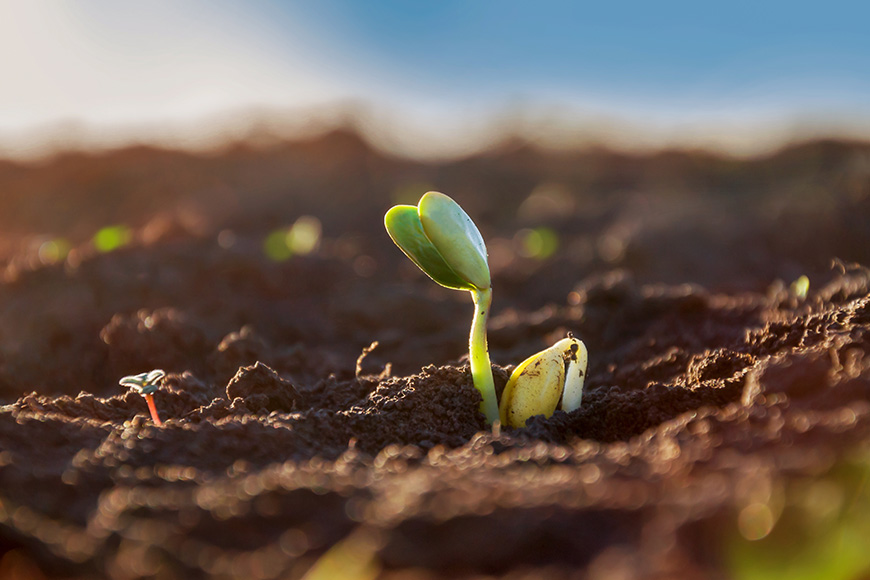 Soybean seedling.